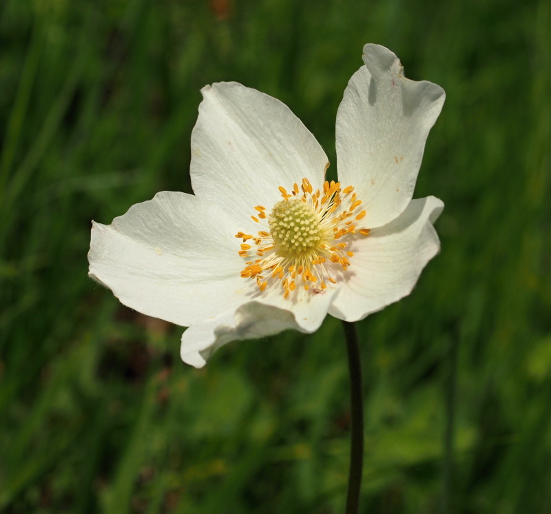 Sasanka lesní (Anemone sylvestris)