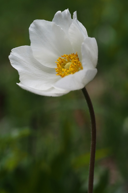 Sasanka lesní (Anemone sylvestris)