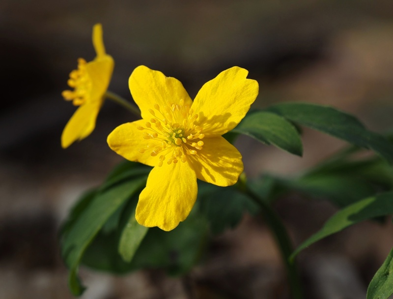 Sasanka pryskyřníkovitá (Anemone ranunculoides)