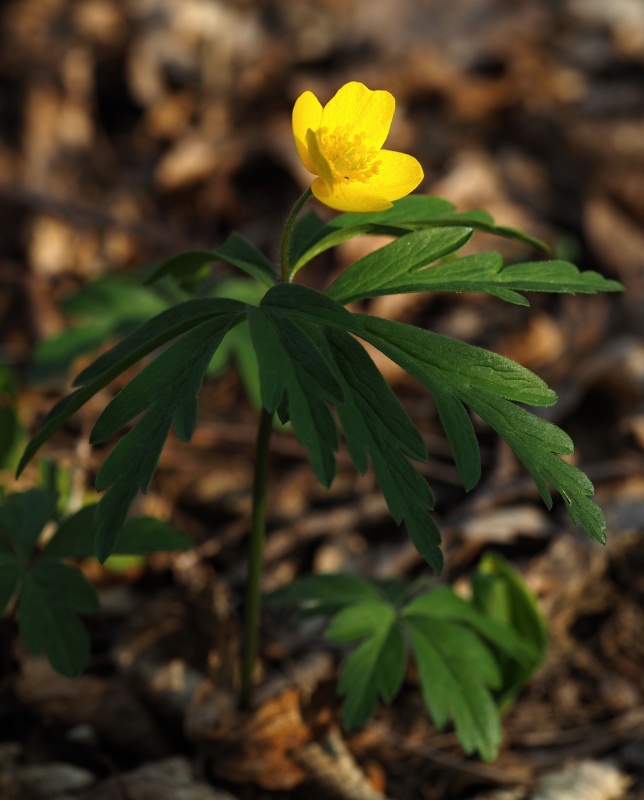 Sasanka pryskyřníkovitá (Anemone ranunculoides)