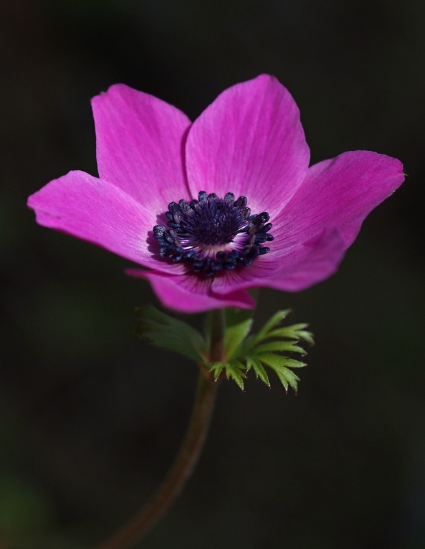 Sasanka věncová (Anemone coronaria) 