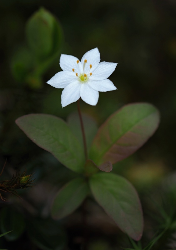 Sedmikvítek evropský (Trientalis europaea)