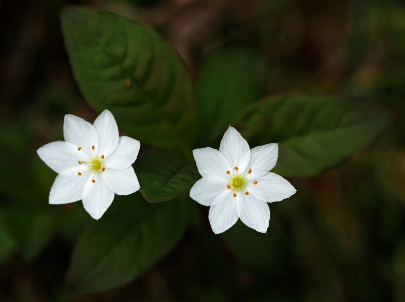 Sedmikvítek evropský (Trientalis europaea)