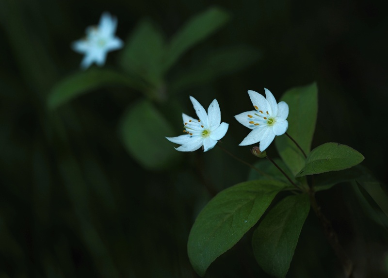 Sedmikvítek evropský (Trientalis europaea)