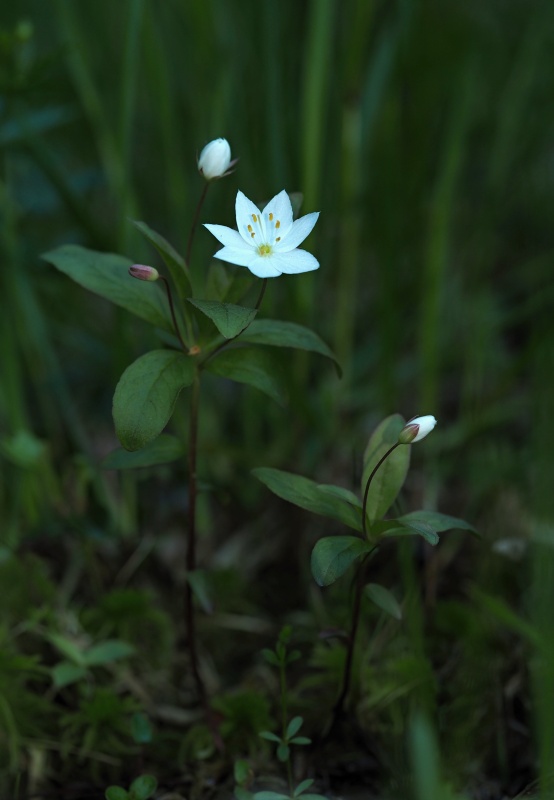 Sedmikvítek evropský (Trientalis europaea)