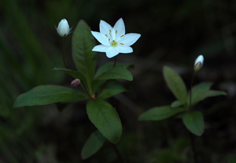 Sedmikvítek evropský (Trientalis europaea)