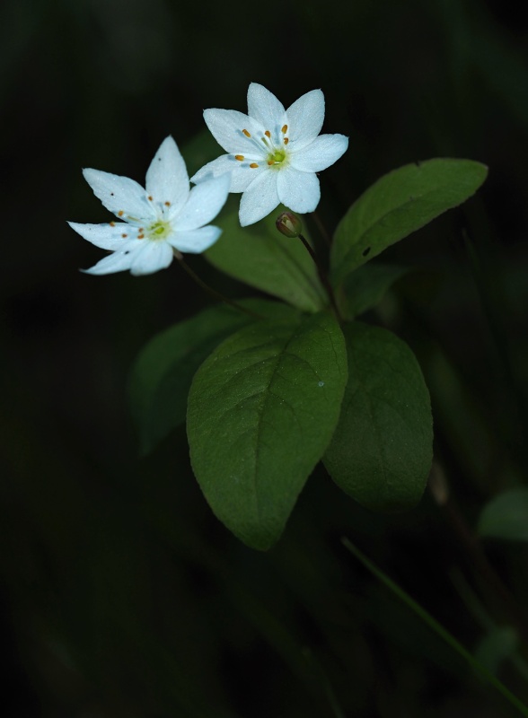 Sedmikvítek evropský (Trientalis europaea)