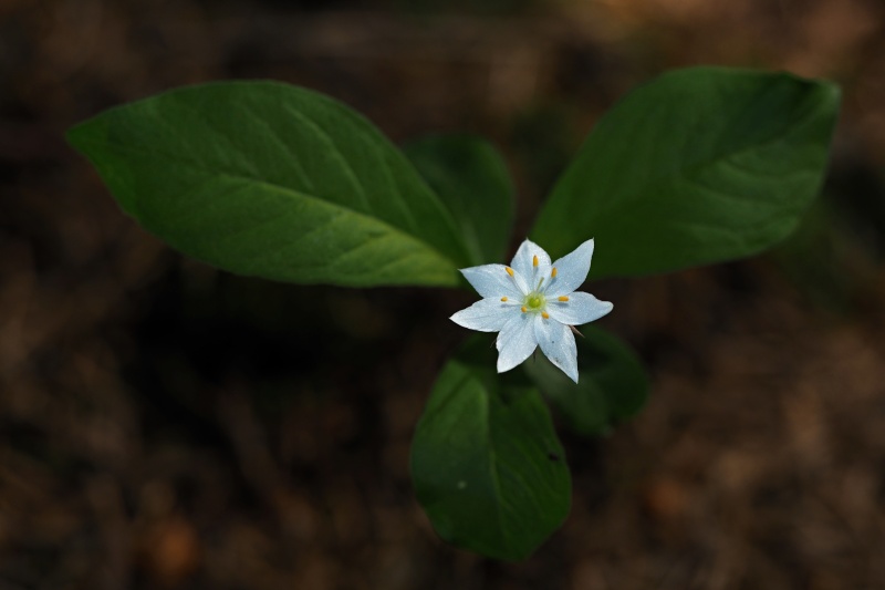 Sedmikvítek evropský (Trientalis europaea)