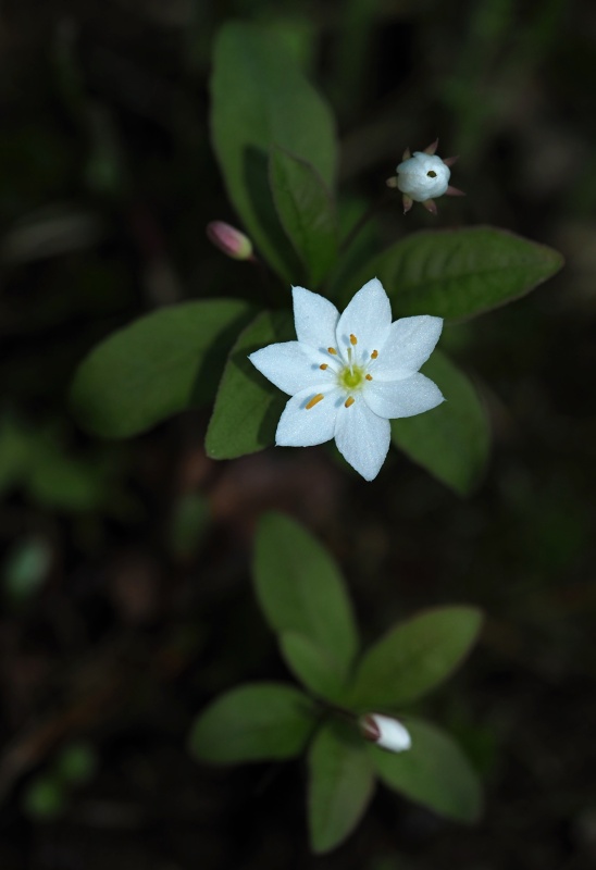 Sedmikvítek evropský (Trientalis europaea)
