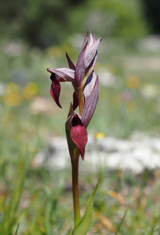 Serapie nachová (Serapias vomeracea)