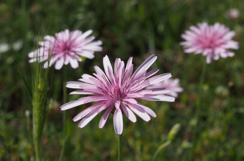 Škarda červená (Crepis rubra)