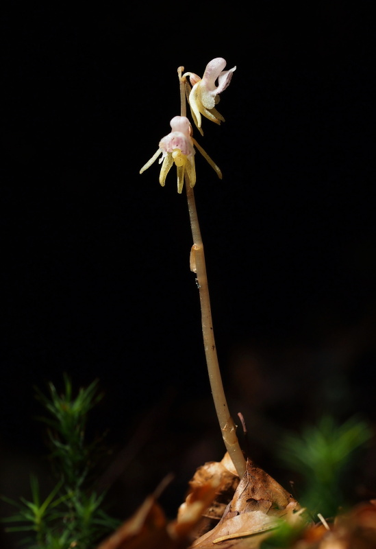 Sklenobýl bezlistý (Epipogium aphyllum)