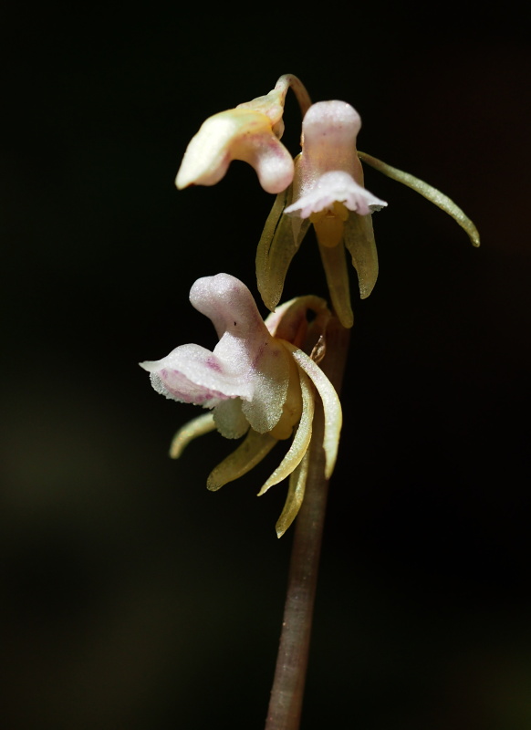 Sklenobýl bezlistý (Epipogium aphyllum)