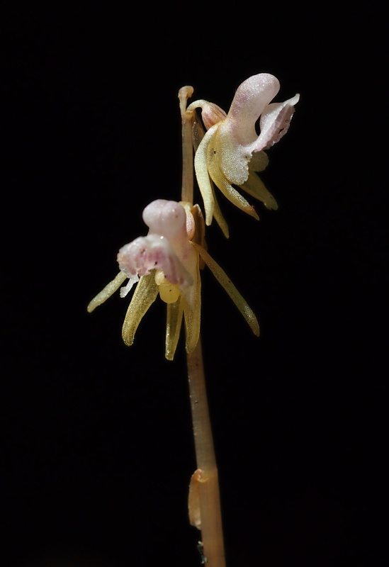 Sklenobýl bezlistý (Epipogium aphyllum)