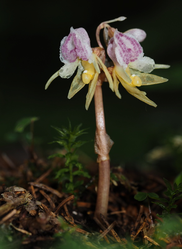 Sklenobýl bezlistý (Epipogium aphyllum)