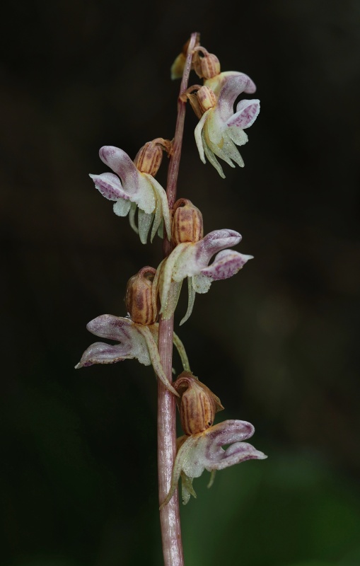 Sklenobýl bezlistý (Epipogium aphyllum)