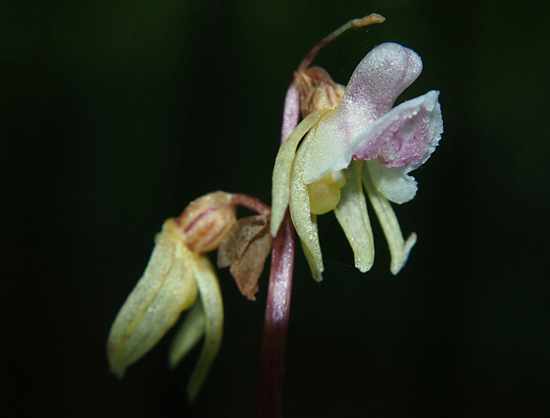 Sklenobýl bezlistý (Epipogium aphyllum)