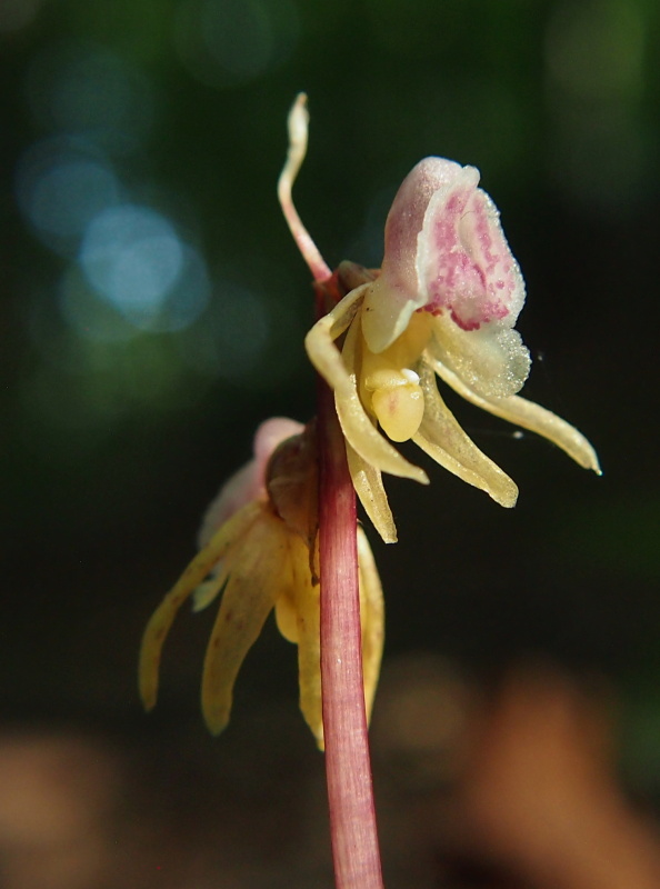 Sklenobýl bezlistý (Epipogium aphyllum)