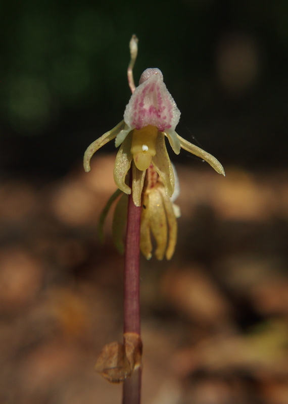 Sklenobýl bezlistý (Epipogium aphyllum)