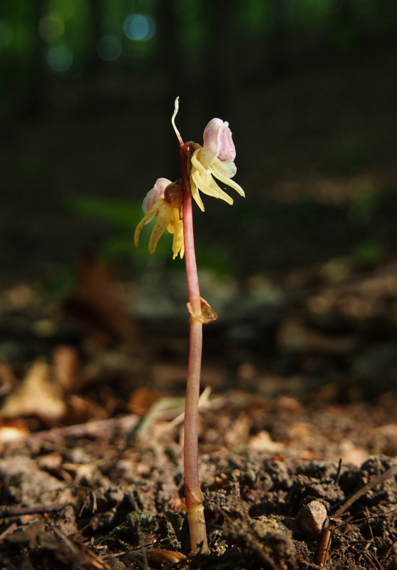 Sklenobýl bezlistý (Epipogium aphyllum)