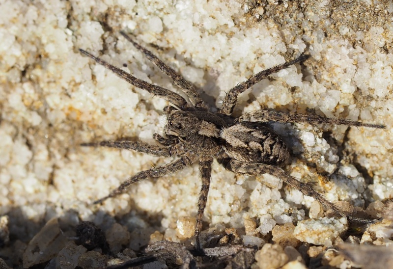 Slíďák úhorní (Alopecosa farinosa)