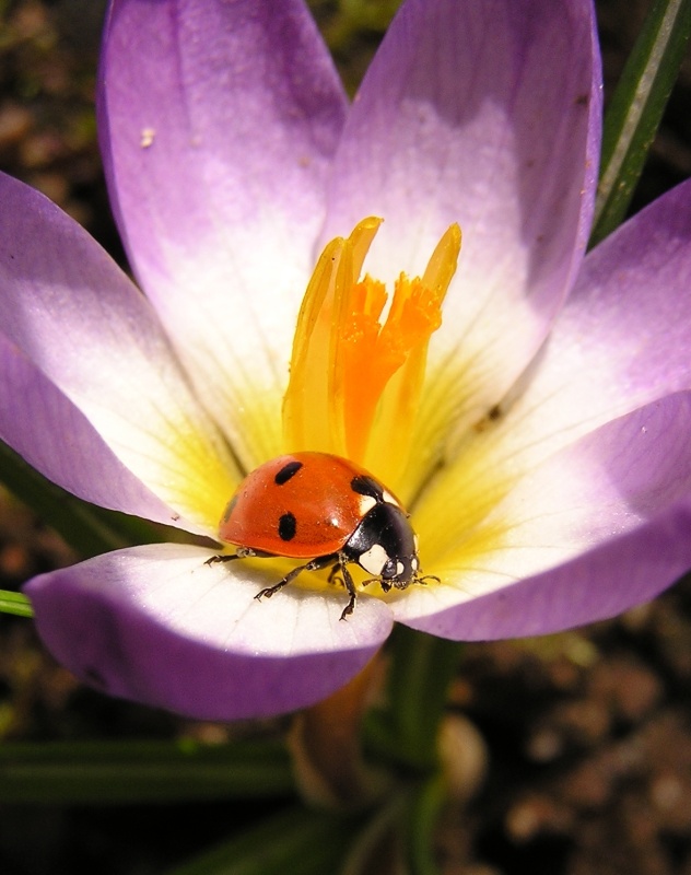 Slunéčko sedmitečné (Coccinella septempunctata)