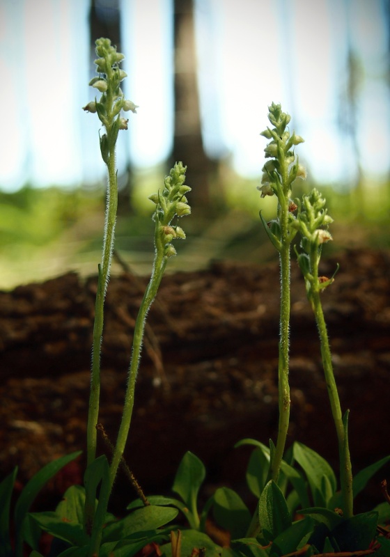 Smrkovník plazivý (Goodyera repens)
