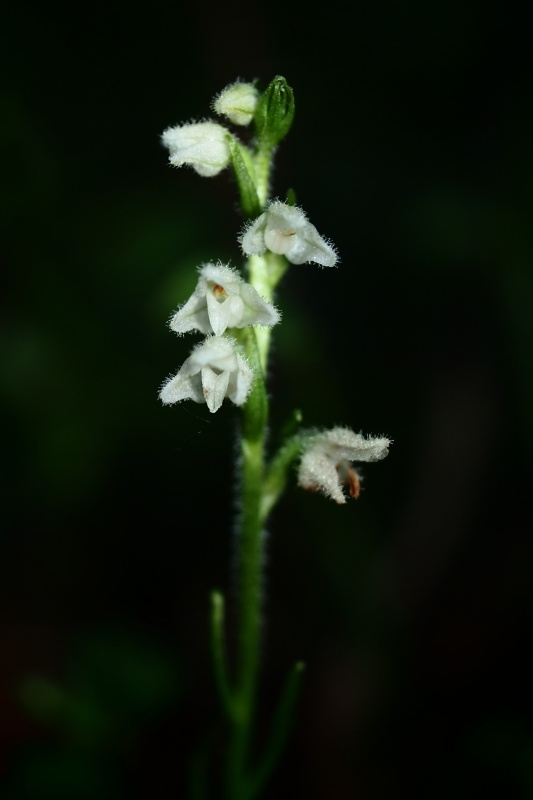 Smrkovník plazivý (Goodyera repens)