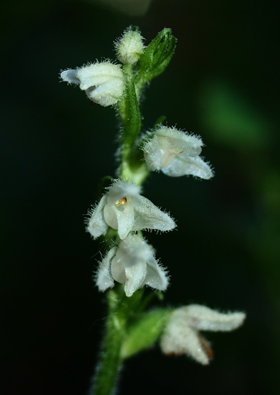 Smrkovník plazivý (Goodyera repens)