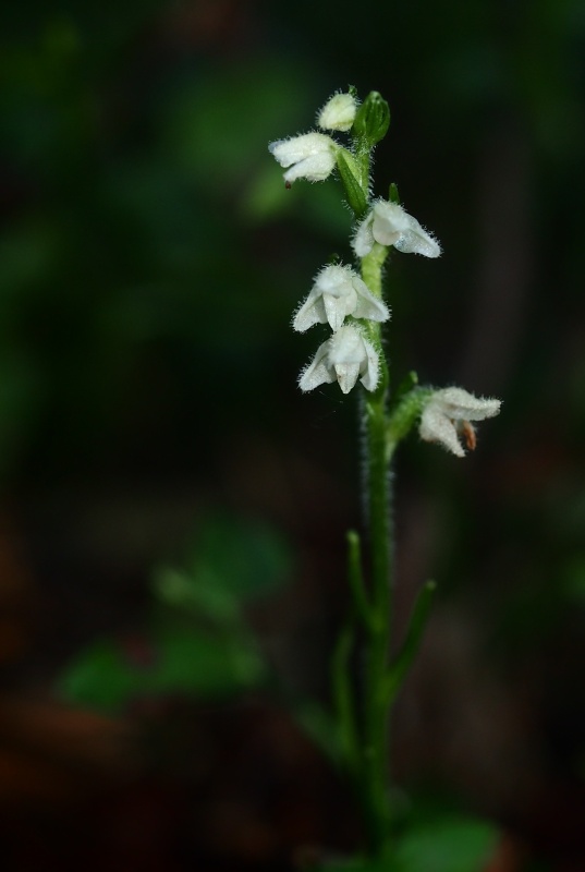 Smrkovník plazivý (Goodyera repens)