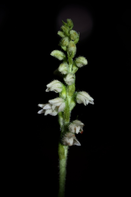 Smrkovník plazivý (Goodyera repens)