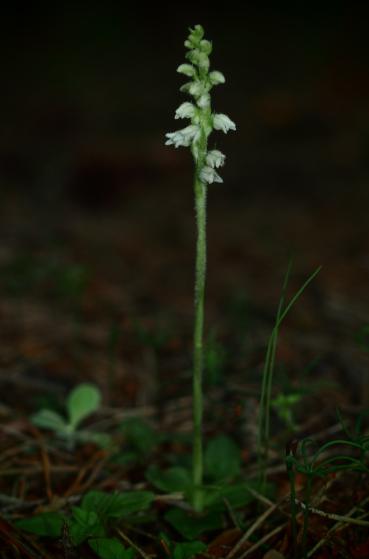 Smrkovník plazivý (Goodyera repens)