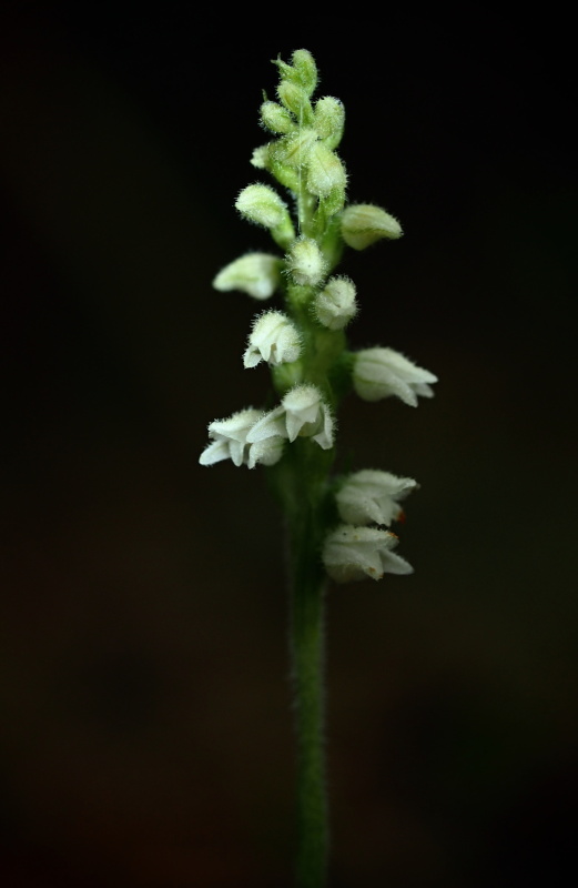 Smrkovník plazivý (Goodyera repens)