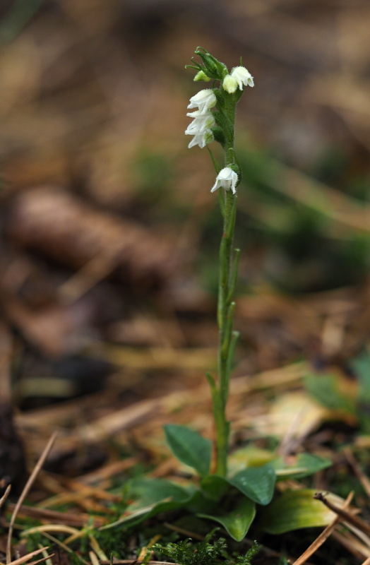 Smrkovník plazivý (Goodyera repens)