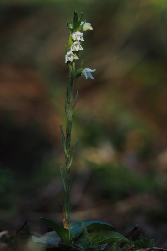 Smrkovník plazivý (Goodyera repens)