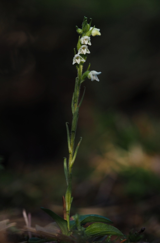 Smrkovník plazivý (Goodyera repens)