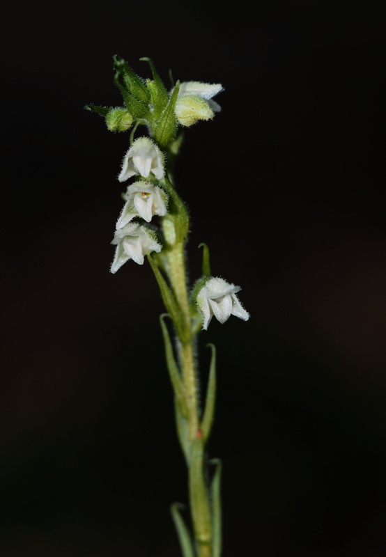 Smrkovník plazivý (Goodyera repens)