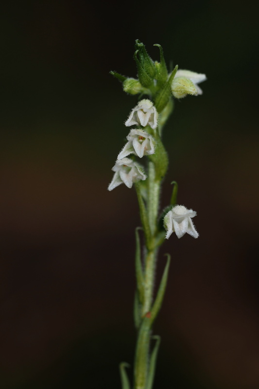 Smrkovník plazivý (Goodyera repens)
