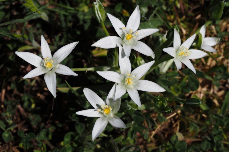 Snědek Kochův (Ornithogalum kochii)