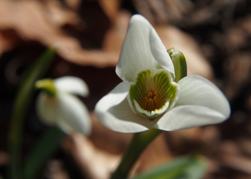 Sněženka podsněžník (Galanthus nivalis)