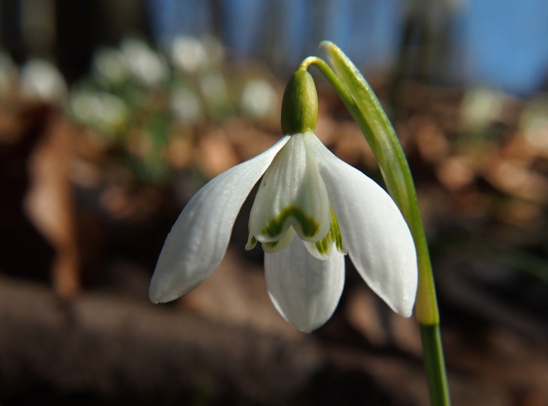 Sněženka podsněžník (Galanthus nivalis)