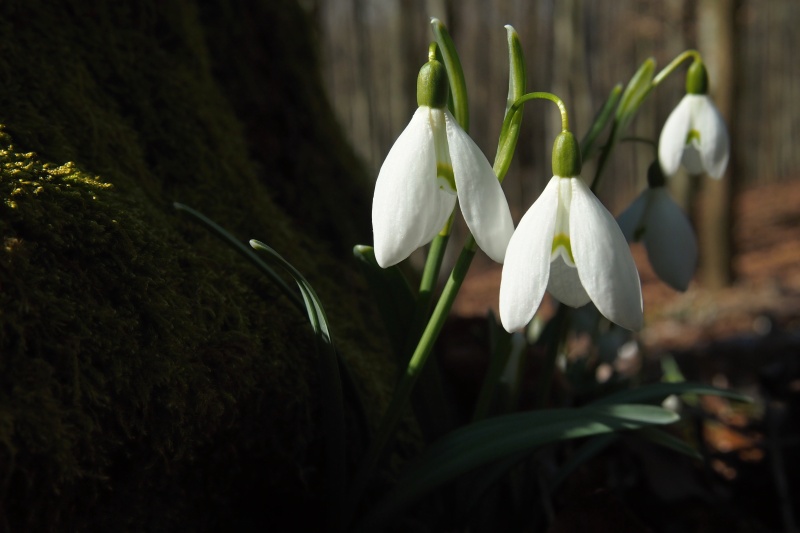 Sněženka podsněžník (Galanthus nivalis)