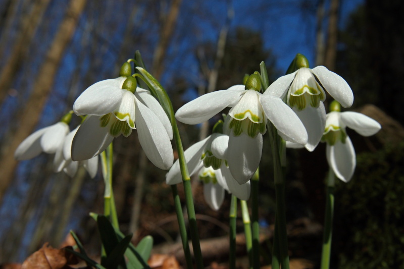 Sněženka podsněžník (Galanthus nivalis)