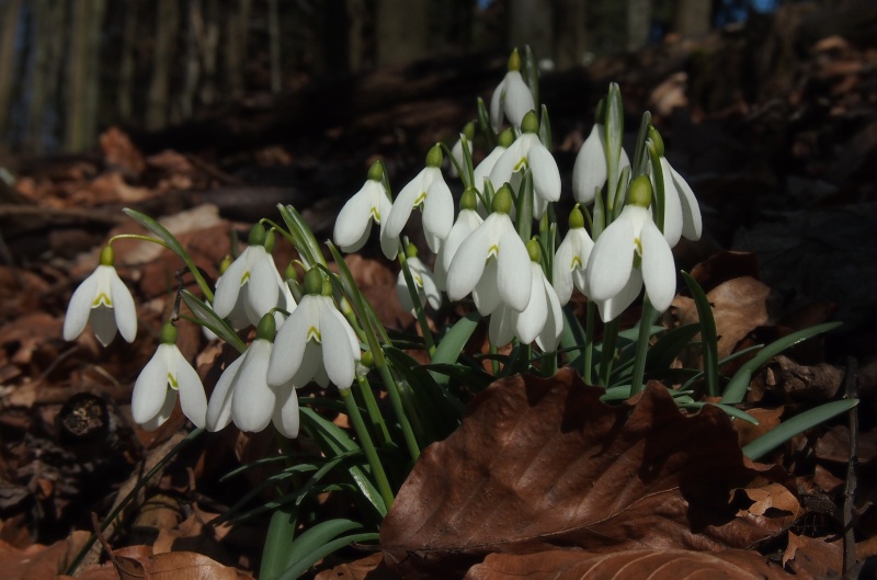 Sněženka podsněžník (Galanthus nivalis)