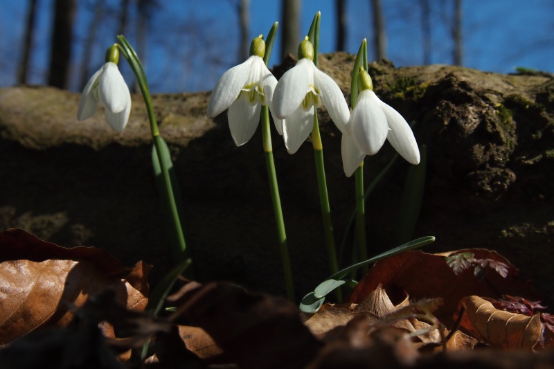 Sněženka podsněžník (Galanthus nivalis)