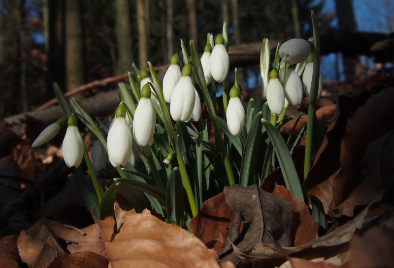 Sněženka podsněžník (Galanthus nivalis)