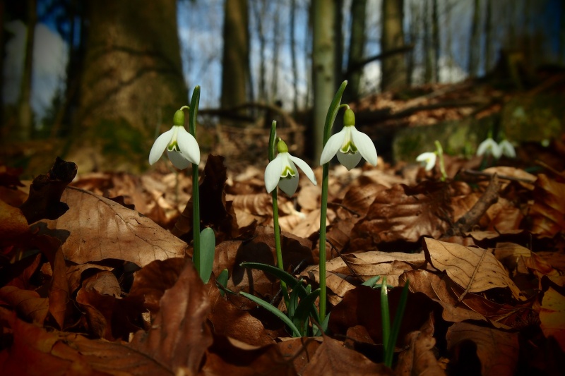 Sněženka podsněžník (Galanthus nivalis)
