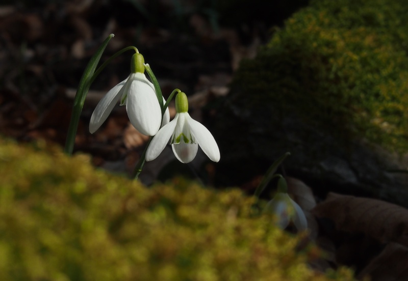 Sněženka podsněžník (Galanthus nivalis)