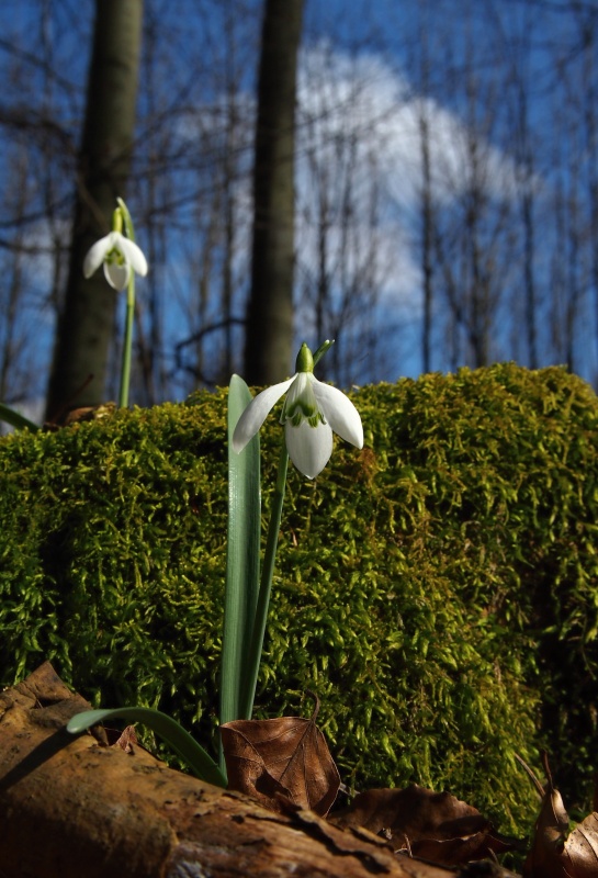 Sněženka podsněžník (Galanthus nivalis)