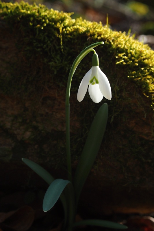 Sněženka podsněžník (Galanthus nivalis)